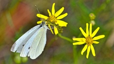 Kleiner Kohlweißling_3_jpg.jpg